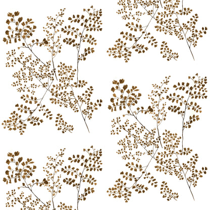 MaidenHair Fern